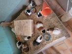 Mannetjes cavia's te koop, Dieren en Toebehoren, Knaagdieren, Juli, Mannelijk, Cavia