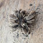 Dahlia knol 1x 'Verrone's Obsidian', Tuin en Terras, Ophalen of Verzenden, Voorjaar, Volle zon, Knol