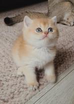 Briste Kittens, Dieren en Toebehoren, Katten en Kittens | Raskatten | Korthaar, Poes, Ontwormd