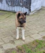 Vijf jarige Amerikaanse Akita teef zoekt speciale plek, Dieren en Toebehoren, Honden | Poolhonden, Keeshonden en Oertypen, België