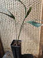Carpentaria Accuminata, Huis en Inrichting, Palm, Ophalen of Verzenden, In pot, Minder dan 100 cm