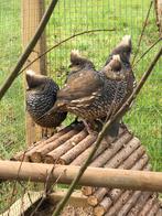 Broedeieren blauwschub kwartel, Dieren en Toebehoren, Vogels | Overige Vogels, Geslacht onbekend, Tropenvogel