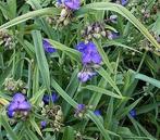Eendagsbloem uit eigen tuin. Bloeit blauw, hoogte 50 cm, Tuin en Terras, Planten | Tuinplanten, Ophalen, Zomer, Volle zon