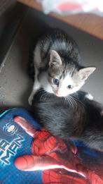 Leuke lieve grijs witte kitten