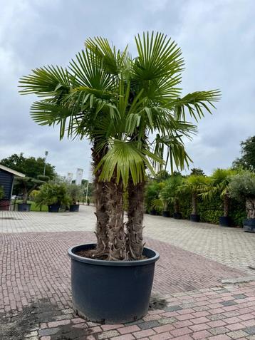 Winterharde Palmbomen 50% korting Op =Op beschikbaar voor biedingen