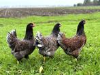 Barnevelder kippen Blauw dubbel gezoomd gesekst en ingeënt, Dieren en Toebehoren, Pluimvee, Vrouwelijk, Kip