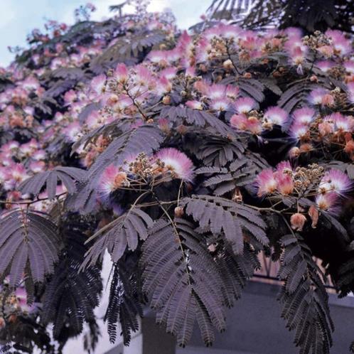 Albizia Summer (bol op stam) Perzische Slaapboom GROEN, Tuin en Terras, Planten | Struiken en Hagen, Hulst, Ophalen