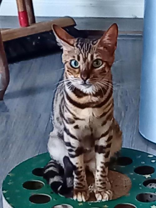 Ras zuivere mooie donkere 100% Bengaal  katertje., Dieren en Toebehoren, Katten en Kittens | Raskatten | Korthaar, Meerdere dieren