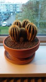 noctocactus, Cactus, Minder dan 100 cm, In pot, Volle zon