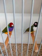 Gouldamadines, Dieren en Toebehoren, Meerdere dieren, Geringd