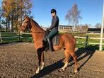 Lieve KWPN’er, Everdale x Krack c, Met stamboom, Ruin, Dressuurpaard, Zadelmak