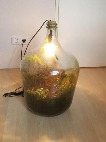 Ecosysteem / terrarium beschikbaar voor biedingen