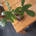 philodendron florida green gewortelde stek nr 62, Huis en Inrichting, Kamerplanten, Ophalen of Verzenden, Halfschaduw, Minder dan 100 cm