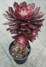 Aeonium Ink Painting dark, Huis en Inrichting, Vetplant, Ophalen of Verzenden, Minder dan 100 cm, Volle zon