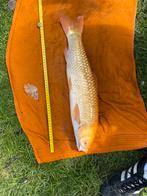 Albino graskarper, Dieren en Toebehoren, Karper of Koi