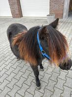 Shetlandpony te koop(beste komaf), Dieren en Toebehoren, Merrie