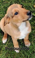 6 Puppy’s puppy pup (3,5, 4 en 5 mnd) herder mix,, Dieren en Toebehoren, Particulier, 8 tot 15 weken, Buitenland, Meerdere