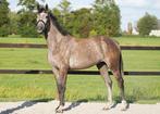 Veelbelovende voorlopig keur merrie (Contagio Z x Favoritas), Dieren en Toebehoren, Paarden, Merrie, Springpaard, 3 tot 6 jaar