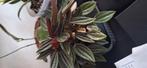 Peperomia variegata, Huis en Inrichting, Kamerplanten, Ophalen of Verzenden, Halfschaduw, Minder dan 100 cm