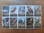 Rizla - vogelplaatjes, Verzamelen, Ophalen of Verzenden, Zo goed als nieuw