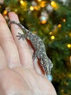 Blotched gargoyle gekko, Dieren en Toebehoren, Hagedis, Tam, 0 tot 2 jaar