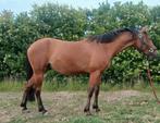 Welsh, new Forest, nrps jonge Ponys te koop, Dieren en Toebehoren, Merrie, Recreatiepony, Gechipt, 0 tot 2 jaar