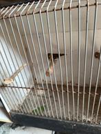Sijs, Dieren en Toebehoren, Mannelijk, Wildzangvogel