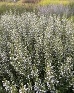 Calamintha Nepeta Bergsteentijm, Ophalen of Verzenden, Overige soorten, Minder dan 100 cm