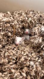 Adorable Fancy Mice Looking for Loving Homes – FREE!, Augustus, Meerdere dieren, Muis