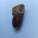 Spinosaurus tand (3), Ophalen of Verzenden, Fossiel