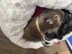 2 Male Guinea Pigs. Sells together!, Dieren en Toebehoren, Mannelijk, Cavia