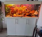 JEWEL AQARIUM inclusief onderkast en visbestandzie omschrijv, Dieren en Toebehoren, Ophalen, Gebruikt, Gevuld zoetwateraquarium