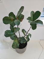 Ficus Lyrata tabaksplant, Ophalen, Ficus, Halfschaduw