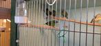 Driekleuren papagaaiamedine, Dieren en Toebehoren, Meerdere dieren, Tropenvogel