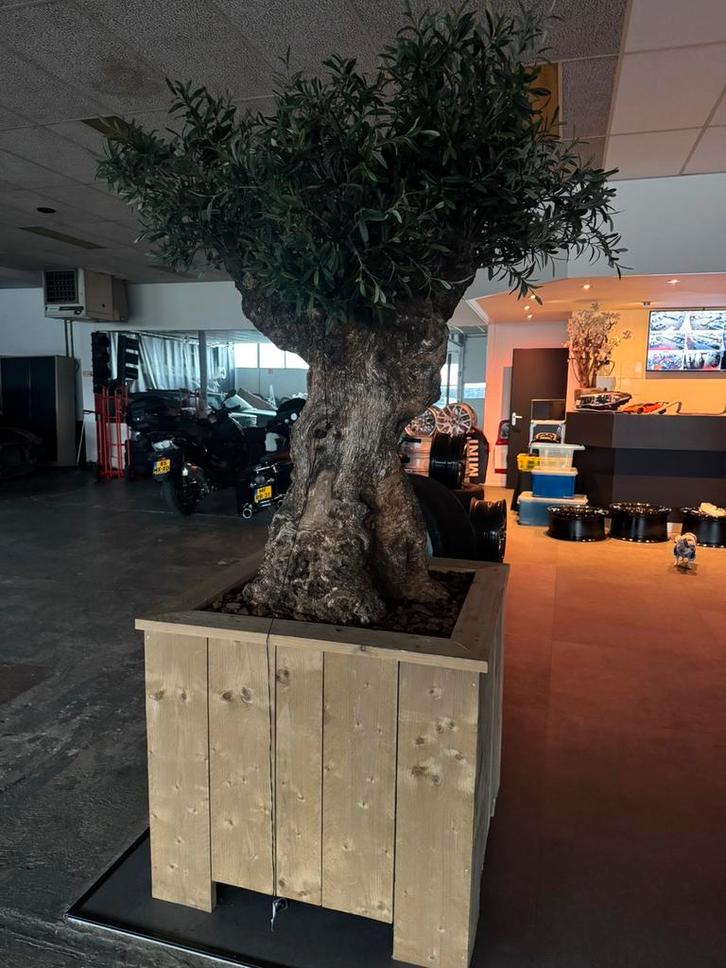 Mooie Olijfboom met een op maat gemaakte bak, Tuin en Terras, Planten | Bomen, Olijfboom, 100 tot 250 cm, Ophalen