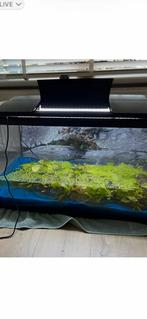 Aquarium, Dieren en Toebehoren, Vissen | Aquaria en Toebehoren, Ophalen, Gebruikt, Gevuld zoetwateraquarium