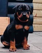 Carlin Pinscher pups, CDV (hondenziekte), 8 tot 15 weken, Meerdere, Meerdere dieren