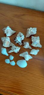 Mooie decoratie schelpen, Huis en Inrichting, Woonaccessoires | Overige, Ophalen of Verzenden, Nieuw