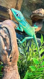 anolis blue equestris potior, Dieren en Toebehoren, Reptielen en Amfibieën, Hagedis, 0 tot 2 jaar