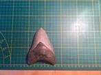 Megalodon tand, Verzamelen, Mineralen en Fossielen, Ophalen of Verzenden, Fossiel