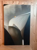 Foto van Prachtige bloem op Canvas - Katie Ferringer, Antiek en Kunst, Ophalen