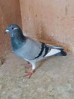 Postduif,  v d Bulck, Dieren en Toebehoren, Vogels | Duiven, Mannelijk, Postduif