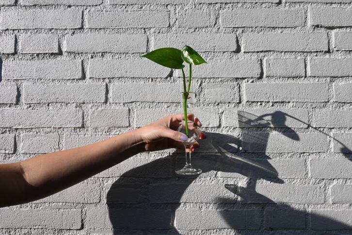 HERFSTKORTING Stekje Golden Pothos (Epipremnum Aureum) plant, Huis en Inrichting, Kamerplanten, Overige soorten, Minder dan 100 cm