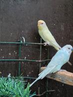 koppel grasparkieten met 1 jong, Dieren en Toebehoren, Vogels | Parkieten en Papegaaien, Meerdere dieren, Papegaai, Geringd