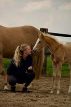 Quarter horse merrie veulen, Dieren en Toebehoren, Merrie, Minder dan 160 cm, Gechipt, 0 tot 2 jaar