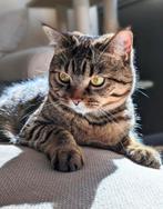 Liefste Kattenzusjes Zoeken Samen een Gouden Mandje, Dieren en Toebehoren, Katten en Kittens | Raskatten | Korthaar, Poes