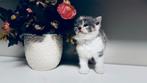 Britse Korthaar Kittens, Dieren en Toebehoren, Katten en Kittens | Raskatten | Korthaar, Meerdere dieren, Ontwormd, 0 tot 2 jaar