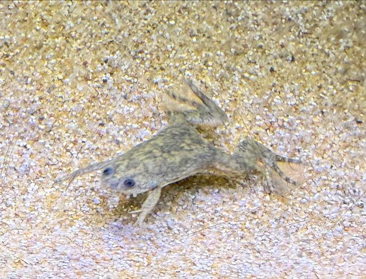 Dwergklauw kikker voor aquarium