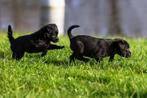 borador (border collie pups/labrador pups)pups, Dieren en Toebehoren, 8 tot 15 weken, Labrador retriever, Meerdere, Meerdere dieren