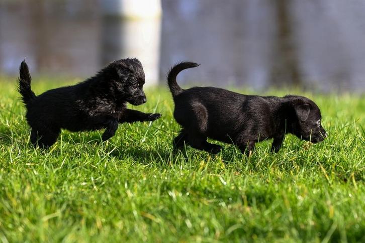 borador (border collie pups/labrador pups)pups, Dieren en Toebehoren, Honden | Retrievers, Spaniëls en Waterhonden, Meerdere dieren